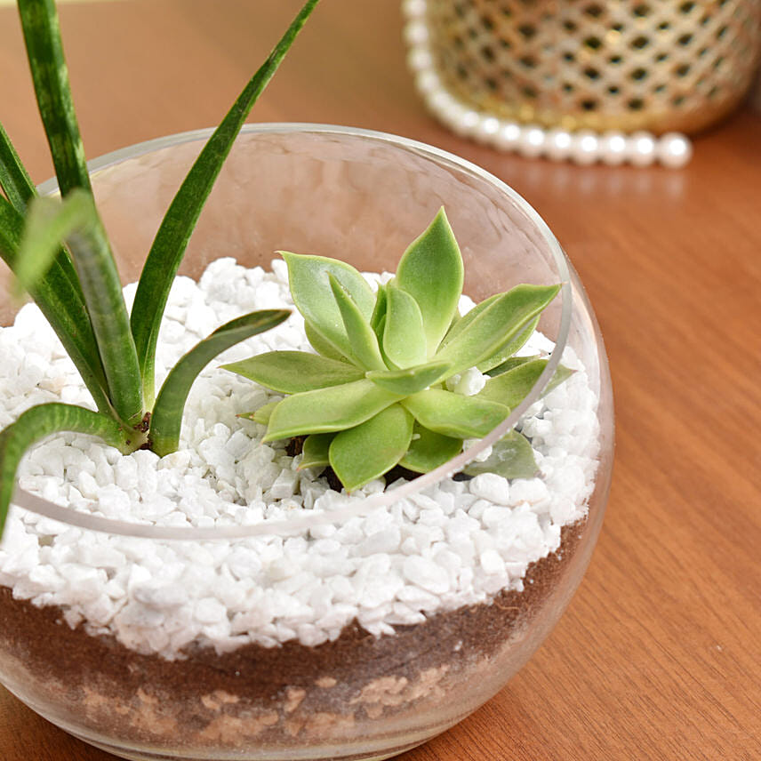 Succulents Sphere