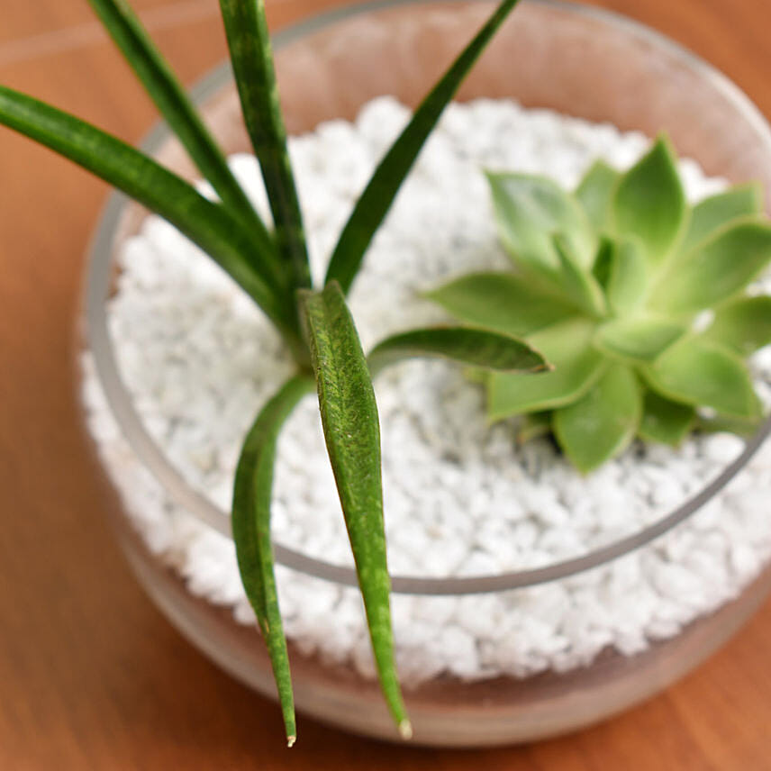 Succulents Sphere