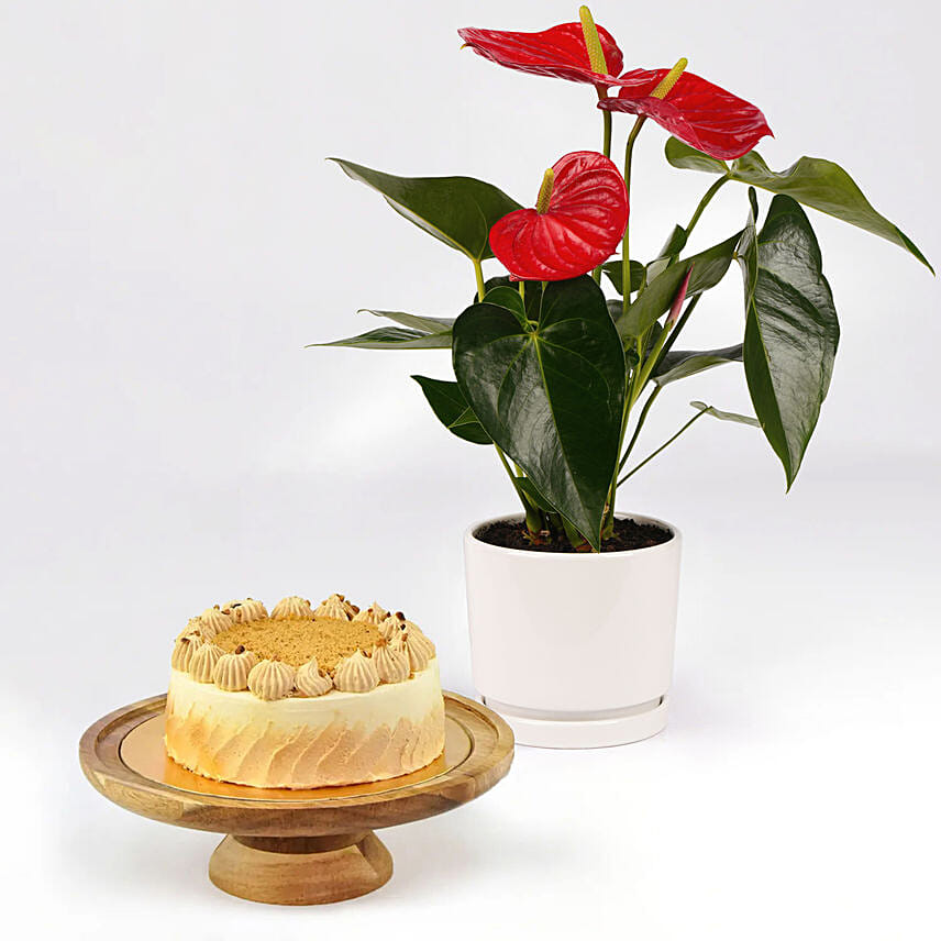 Sugar Free Butterscotch Cake and Plants