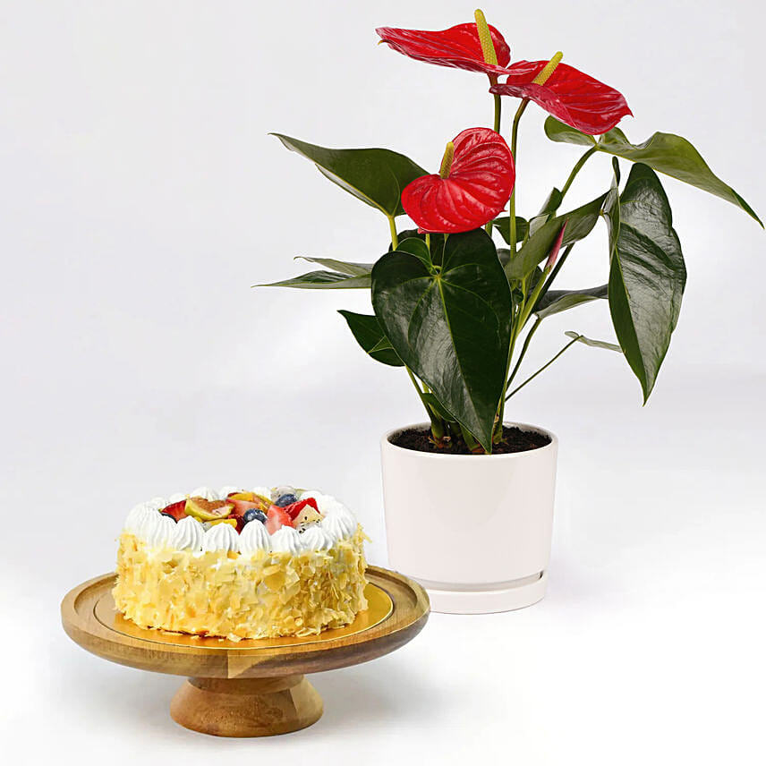 Guilt Free Cake and Plant