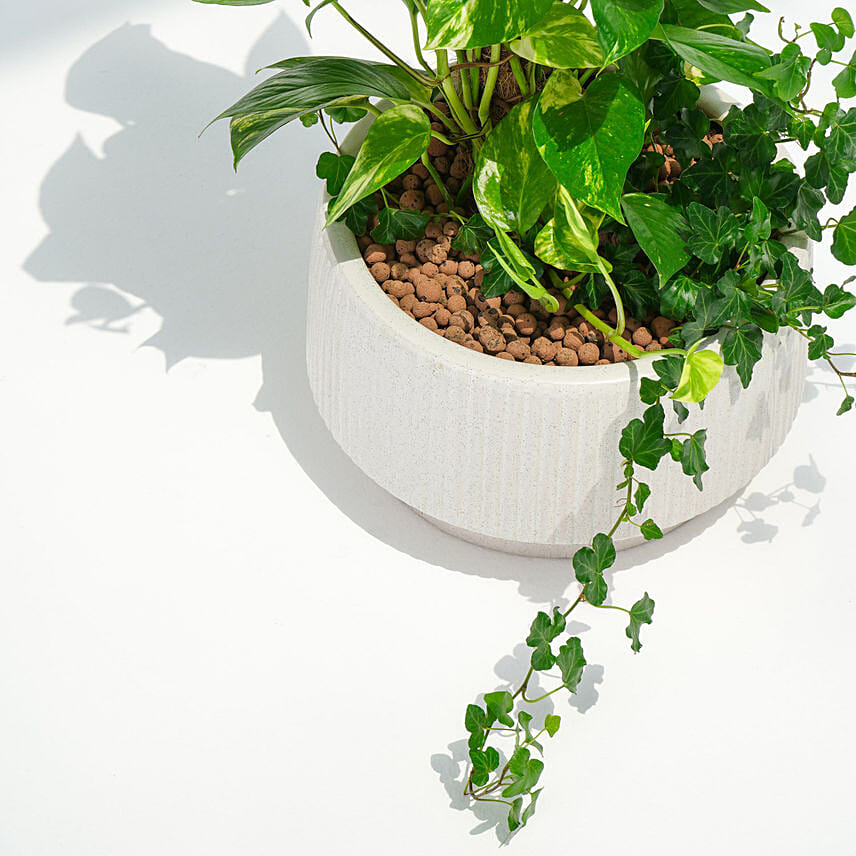 Tall Money Plant and Hedera Helix In Premium Planter