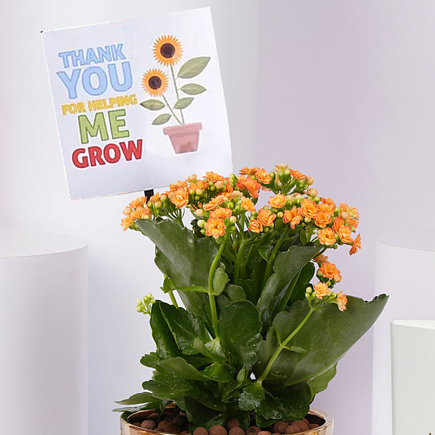 Thank You Plant And Diary For Teacher