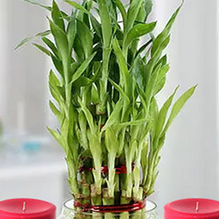 Three Layer Lucky Bamboo Plant N Candles