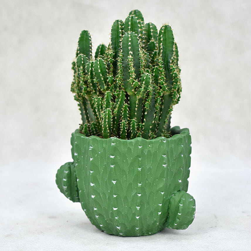 Towers of Cactus