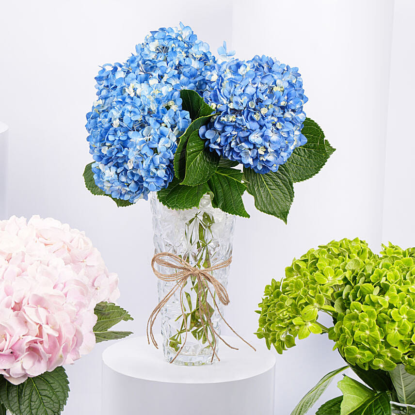 Trio Of Hydrangea Beauty