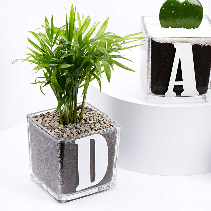 Trio Of Plants For Dad