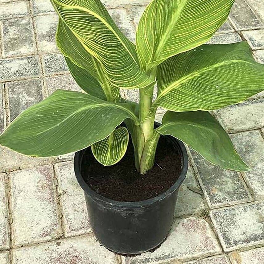 Tropicana Canna Lily Plant Pot
