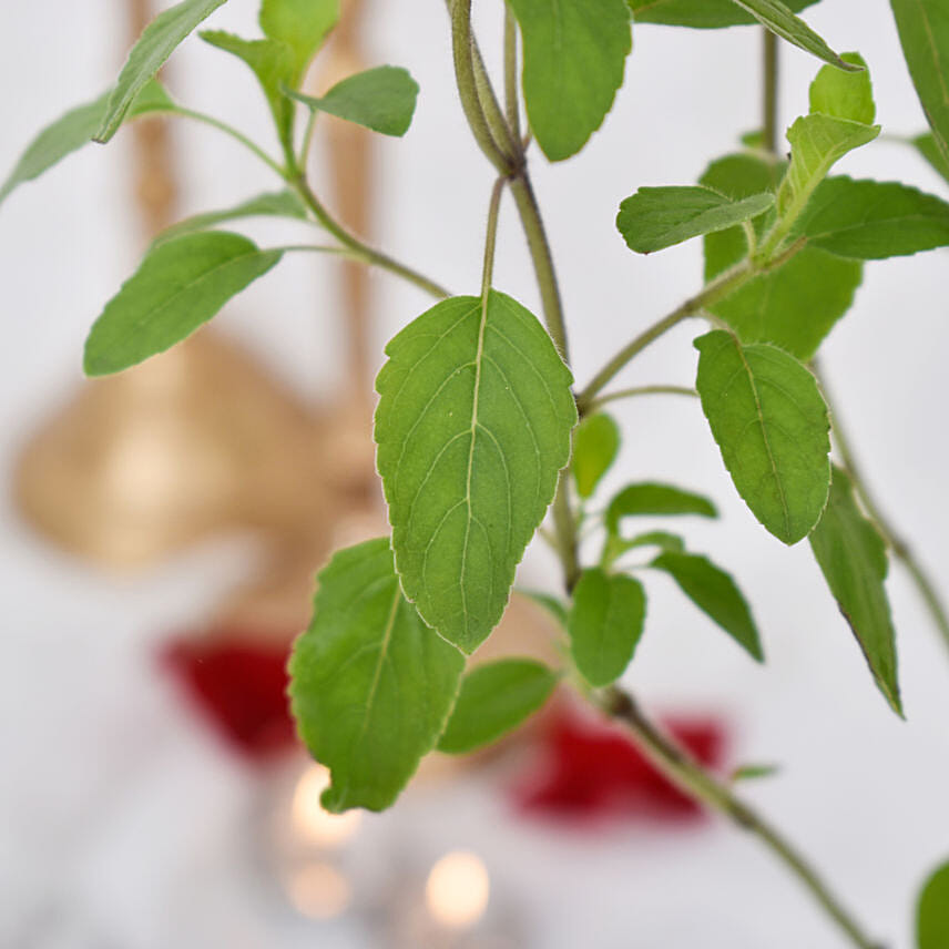 Tulsi plant in Ceramic Planter