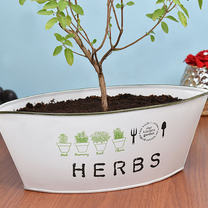 Tulsi Plant in Metal Planter
