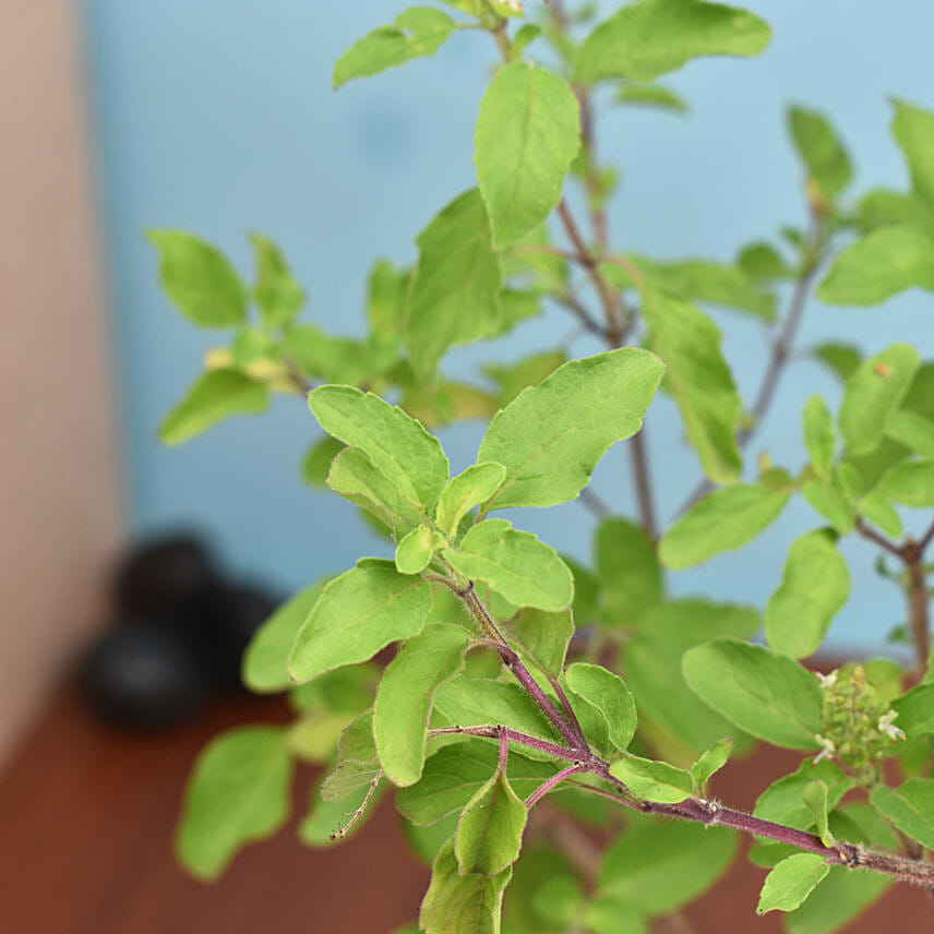Tulsi Plant in Metal Planter
