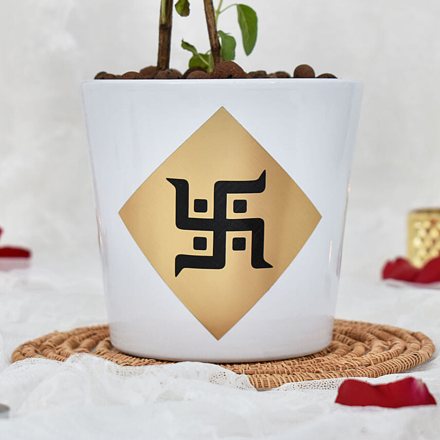 Tulsi plant in White Ceramic Planter