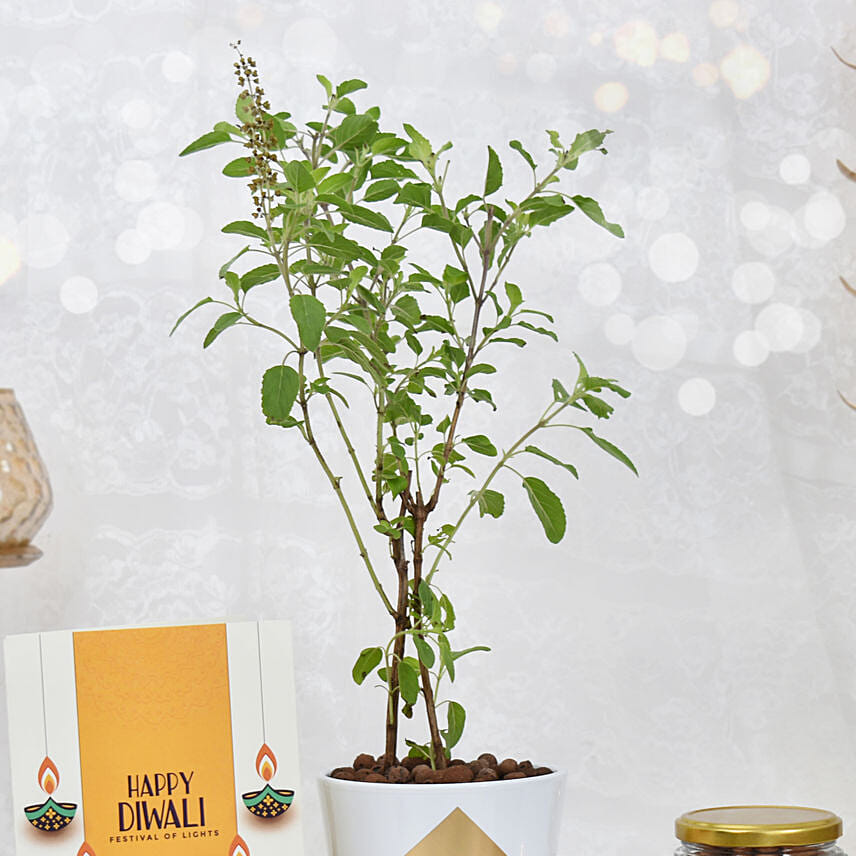 Tulsi Plant With Nuts and Card