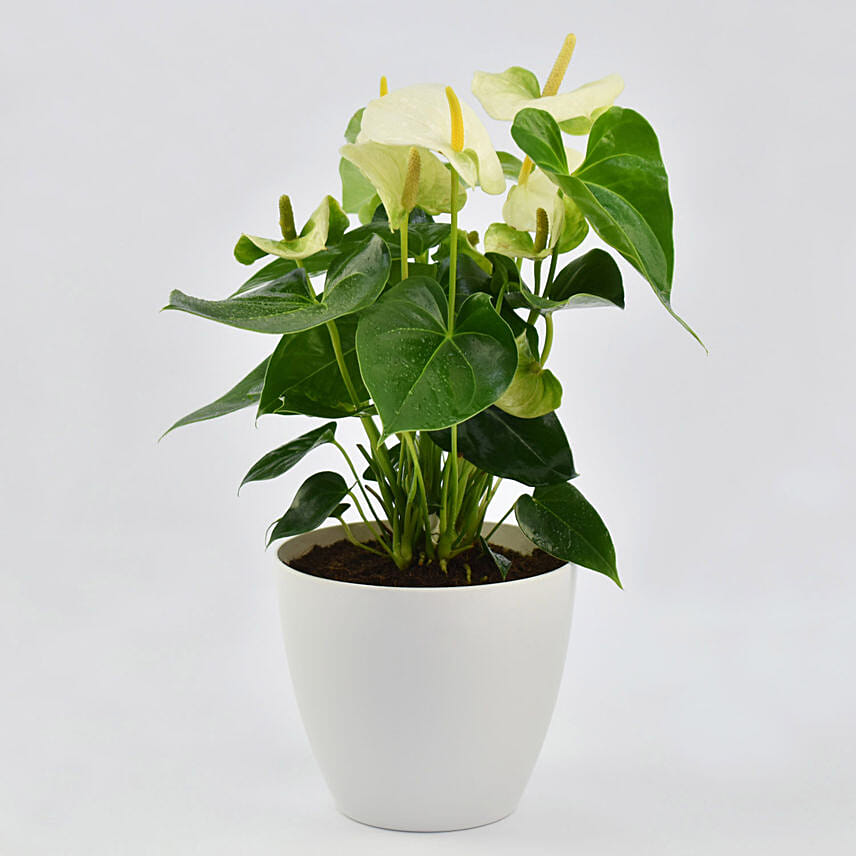 White Anthurium Plant In White Pot