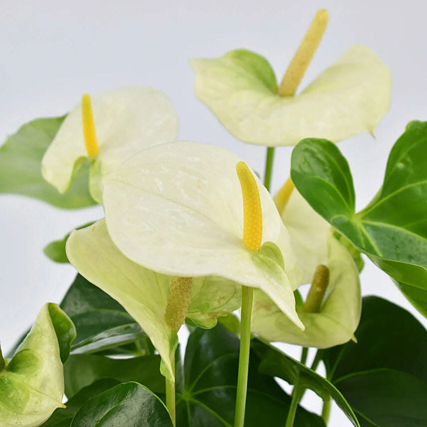 White Anthurium Plant In White Pot