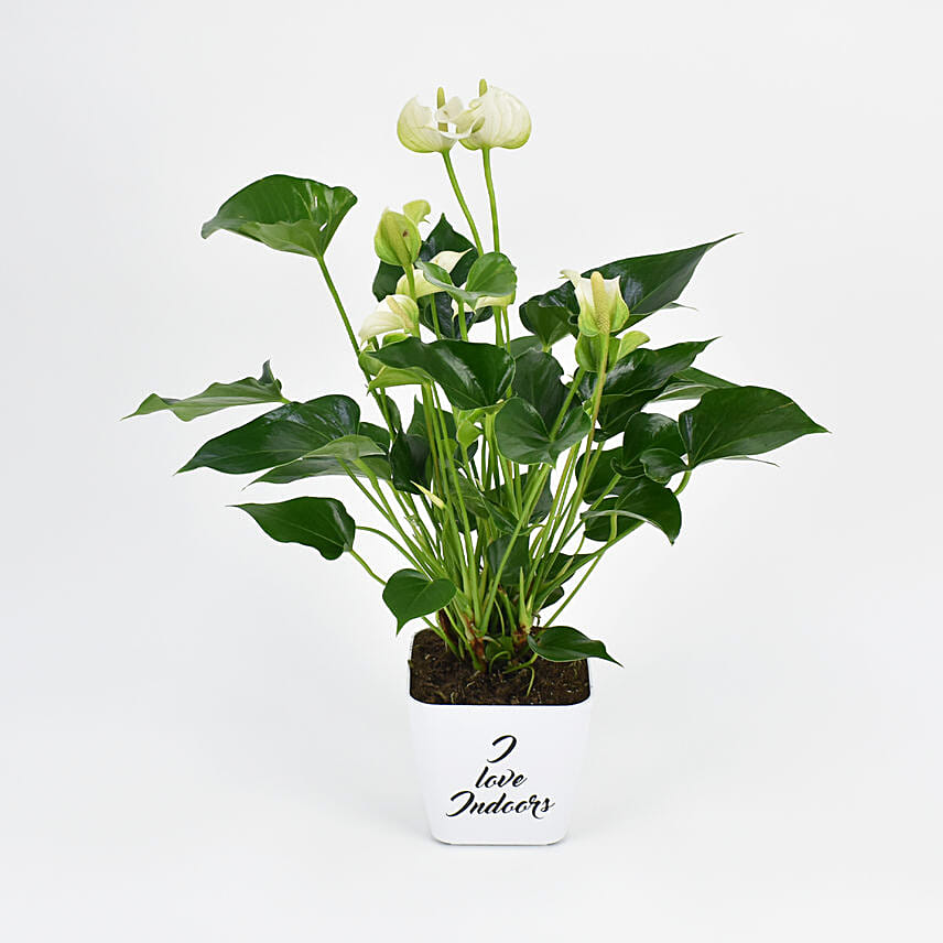 White Anthurium Plant In Printed Pot
