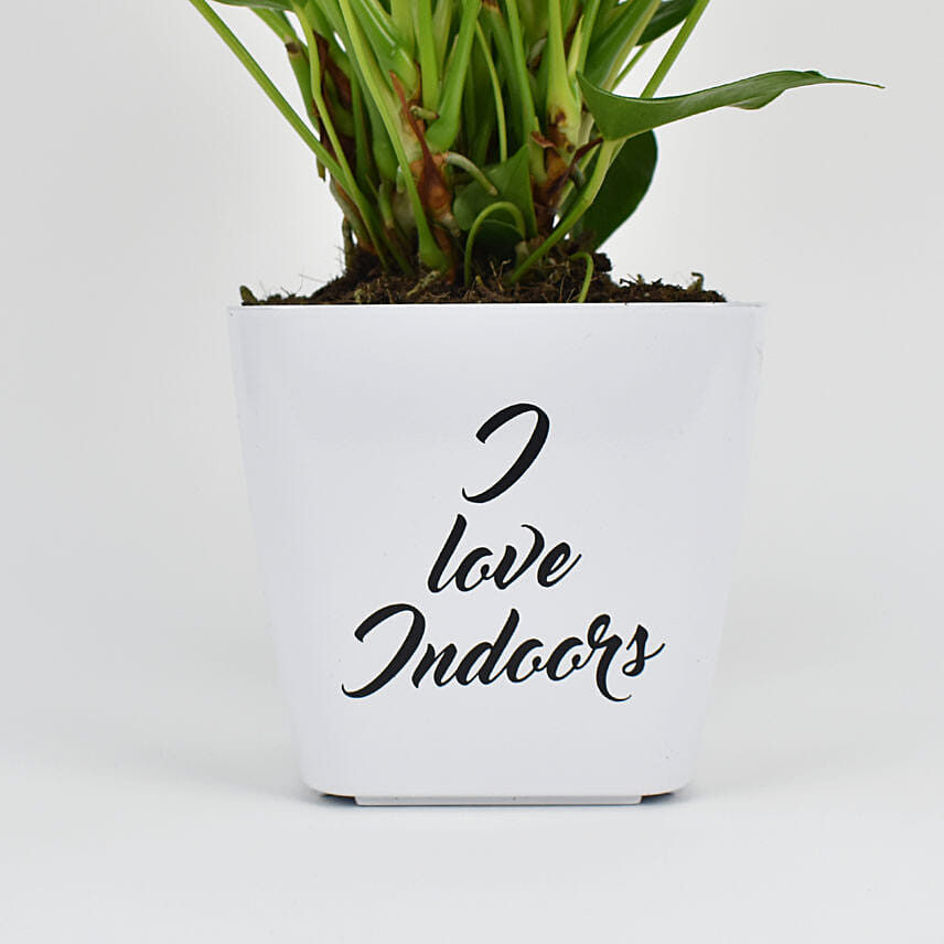 White Anthurium Plant In Printed Pot