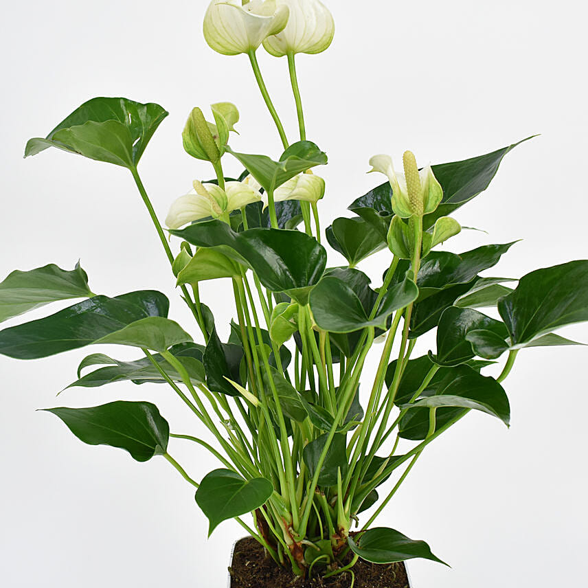 White Anthurium Plant In Printed Pot