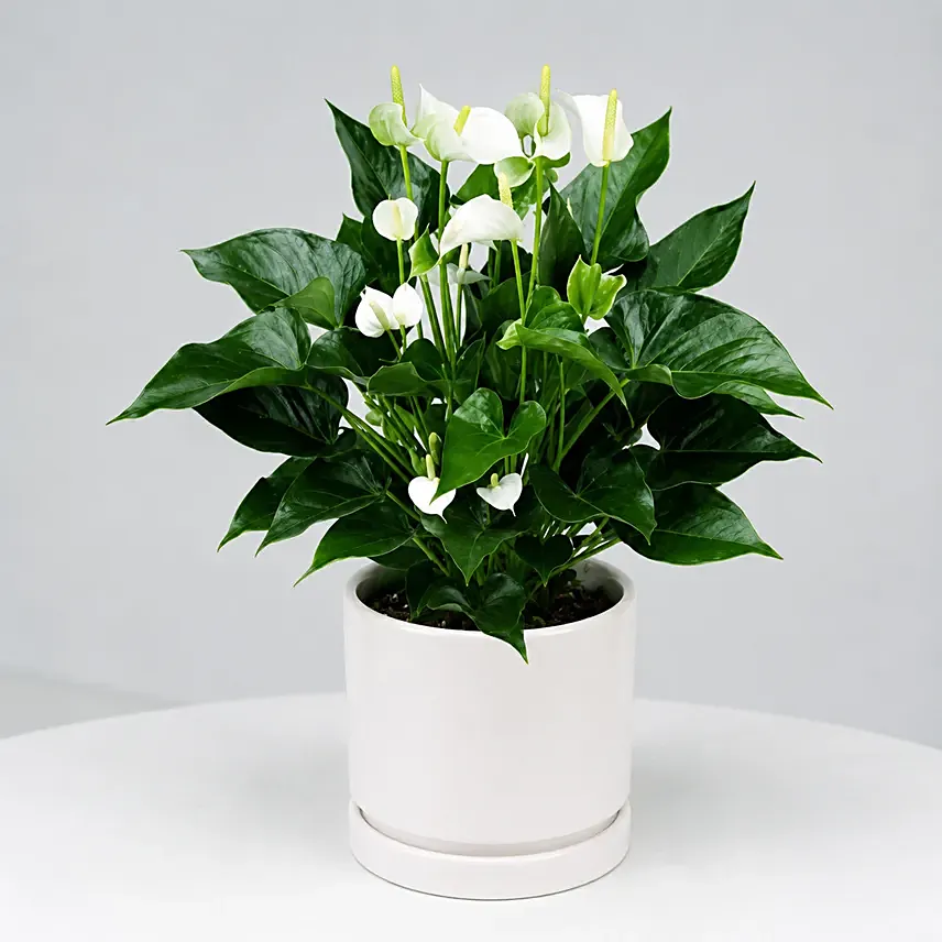 White Anthurium Plant