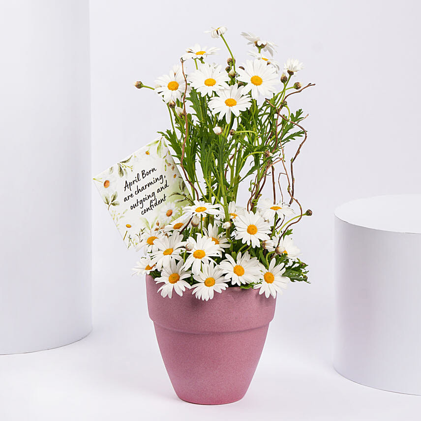 White Daisy Birthday Arrangement