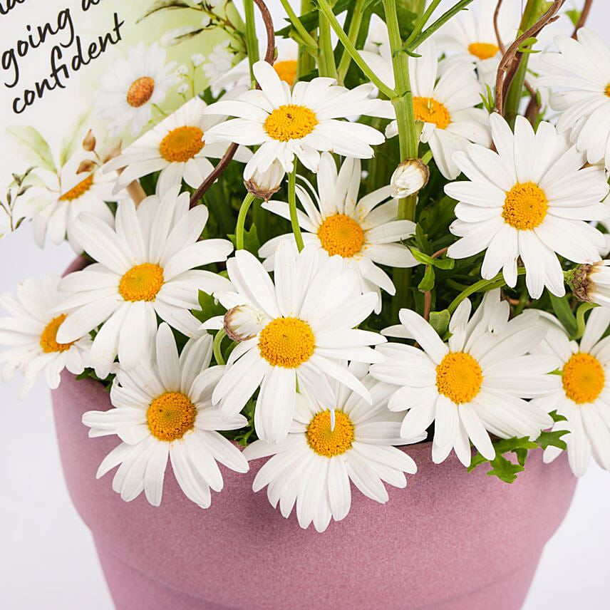 White Daisy Birthday Arrangement