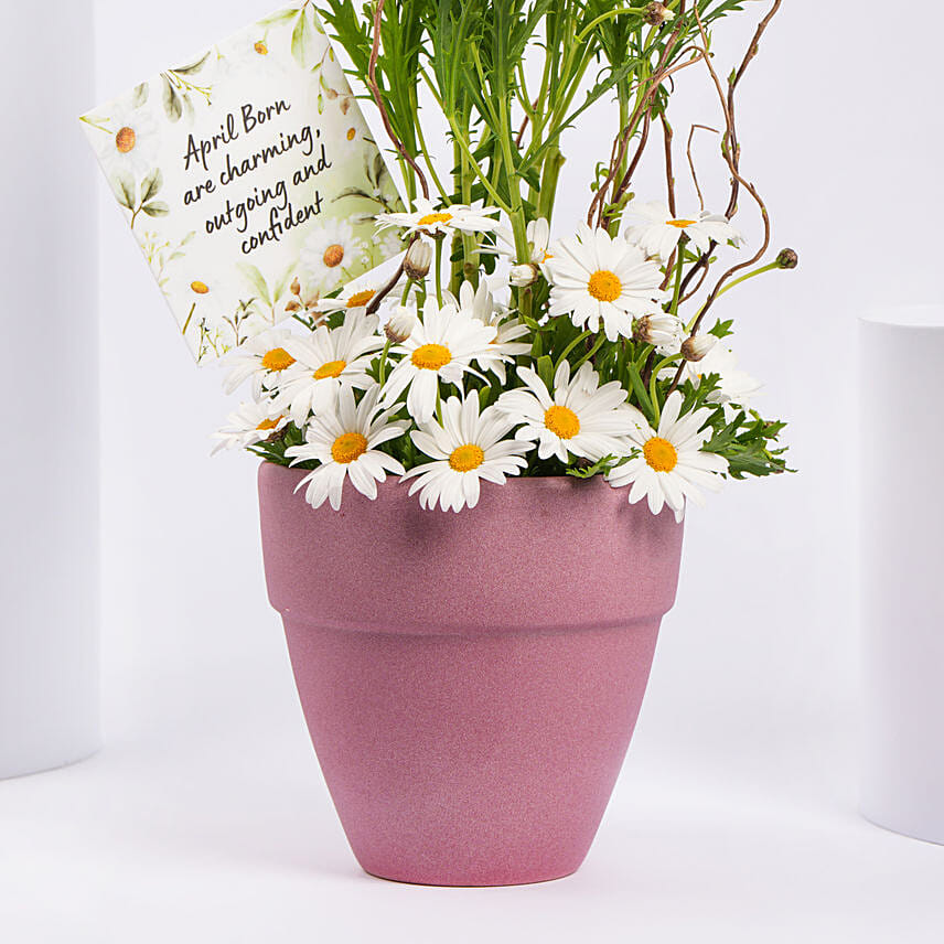 White Daisy Birthday Arrangement