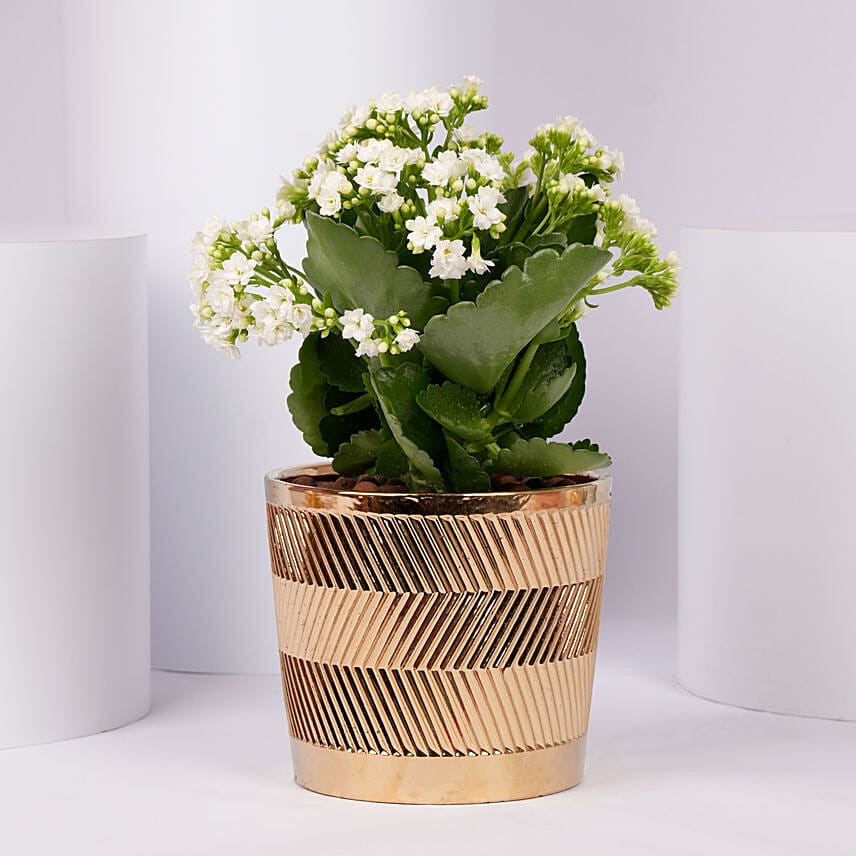 White Kalanchoe In a Beautiful Pot