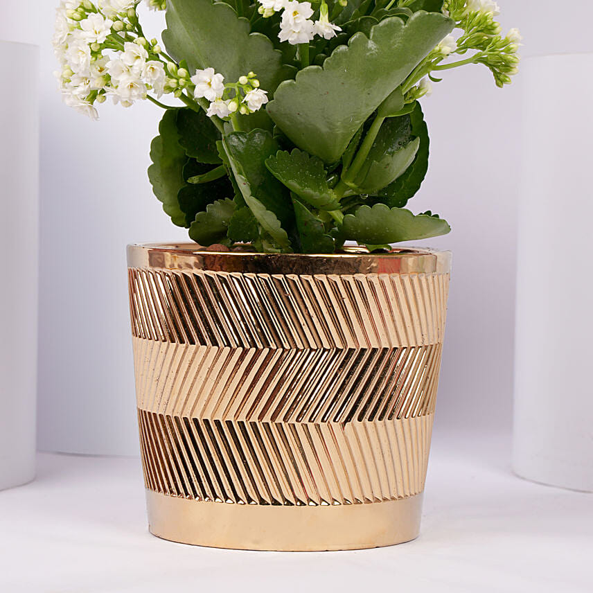 White Kalanchoe In a Beautiful Pot