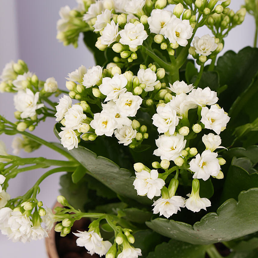 White Kalanchoe In a Beautiful Pot