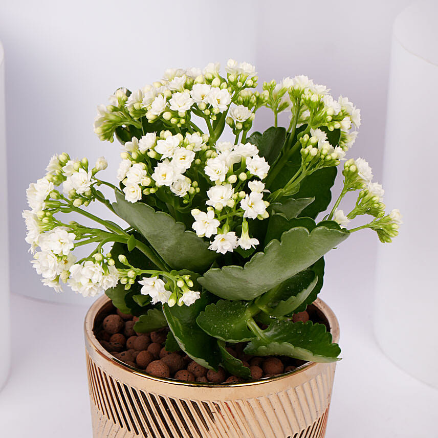 White Kalanchoe In a Beautiful Pot