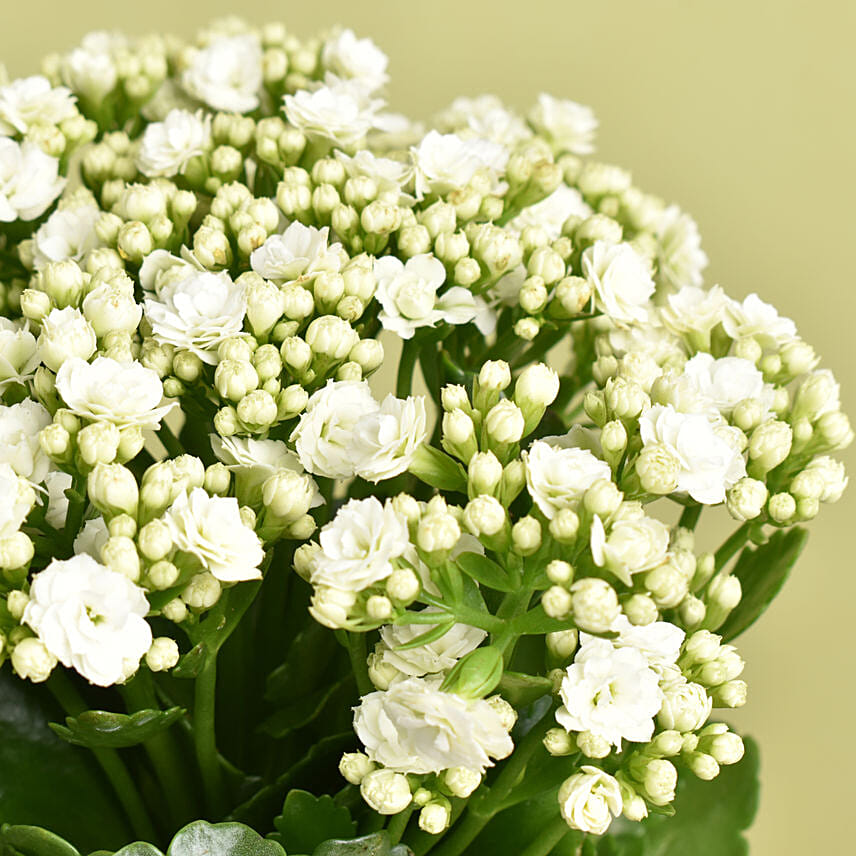 White Kalanchoe In a Beautiful Pot