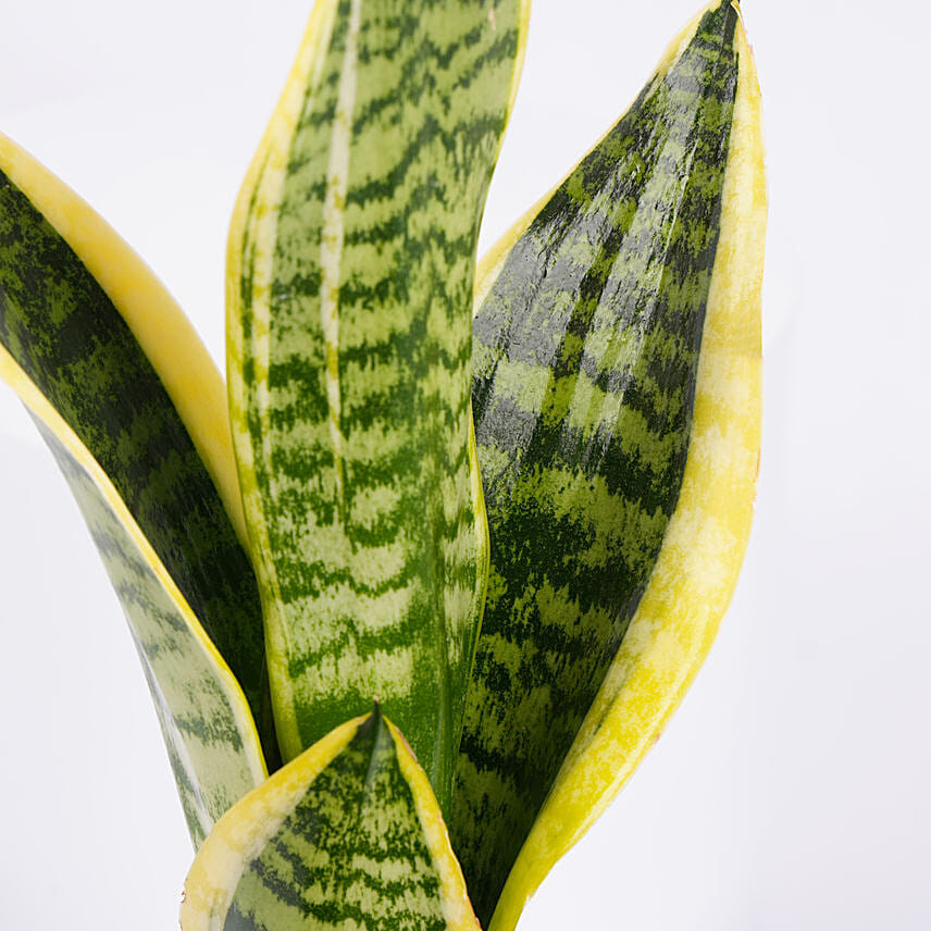 Worlds Best Teacher Snake Plant