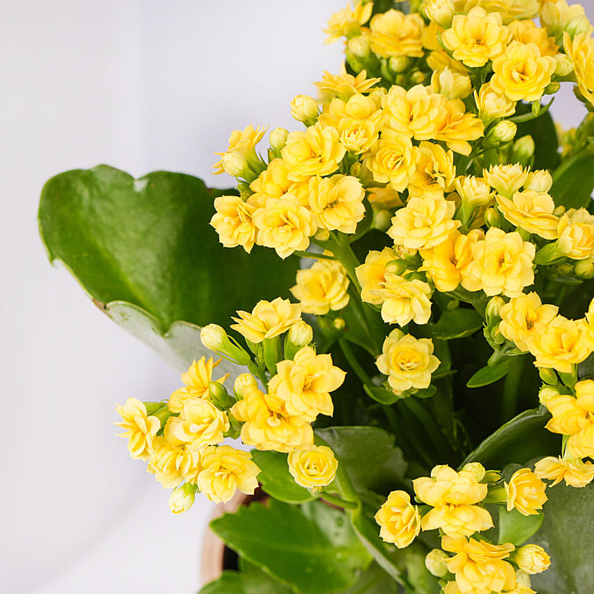 Yellow Kalanchoe In Ceramic Pot