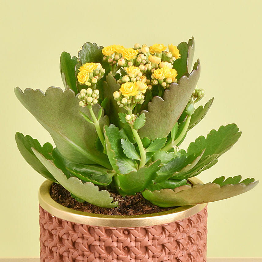 Yellow Kalanchoe With Cheesecake