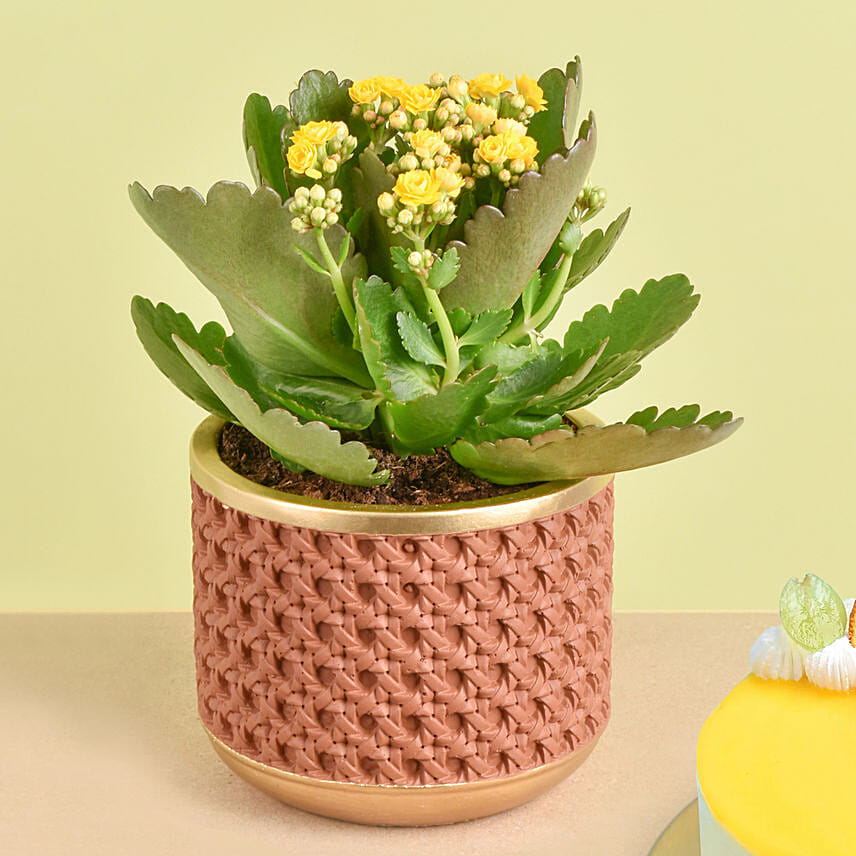 Yellow Kalanchoe With Cheesecake