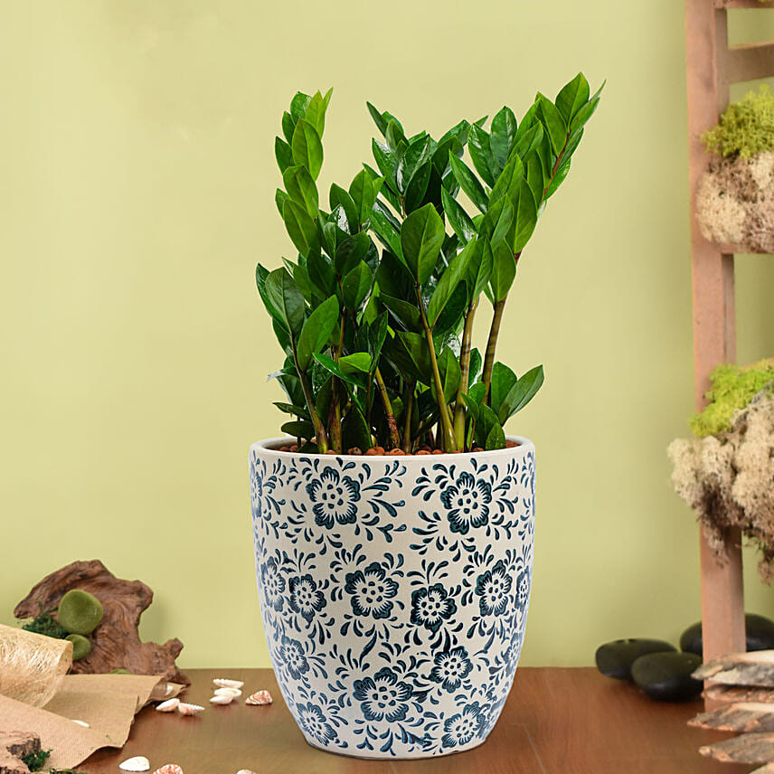 ZZ or Zamioculas Plant in Premium Pot