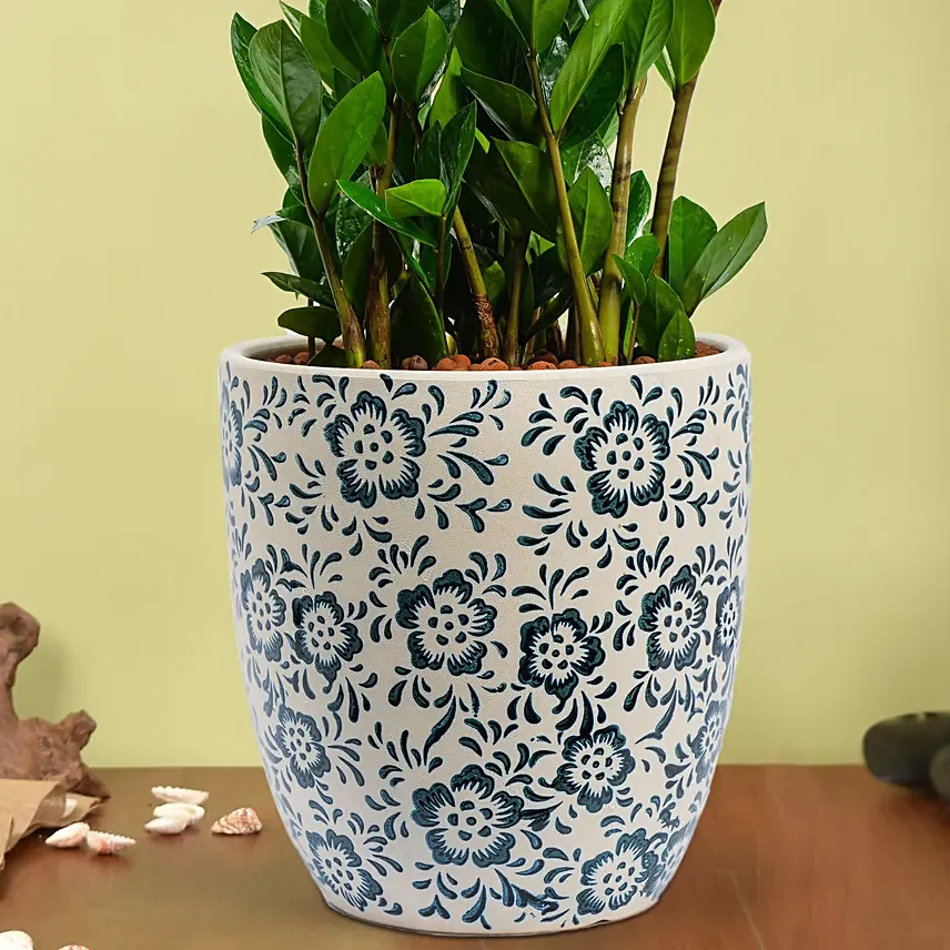 ZZ or Zamioculas Plant in Premium Pot