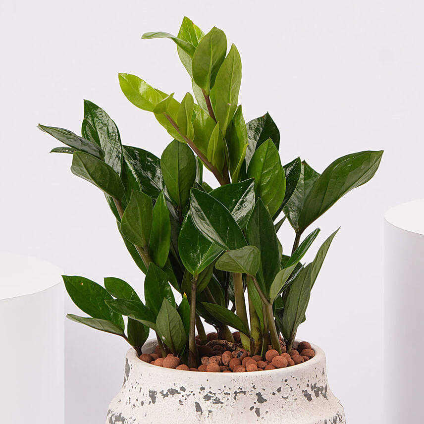 ZZ Plant Ceramic Pot
