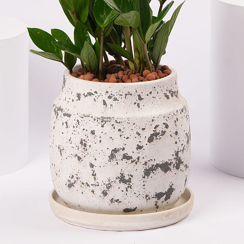ZZ Plant Ceramic Pot
