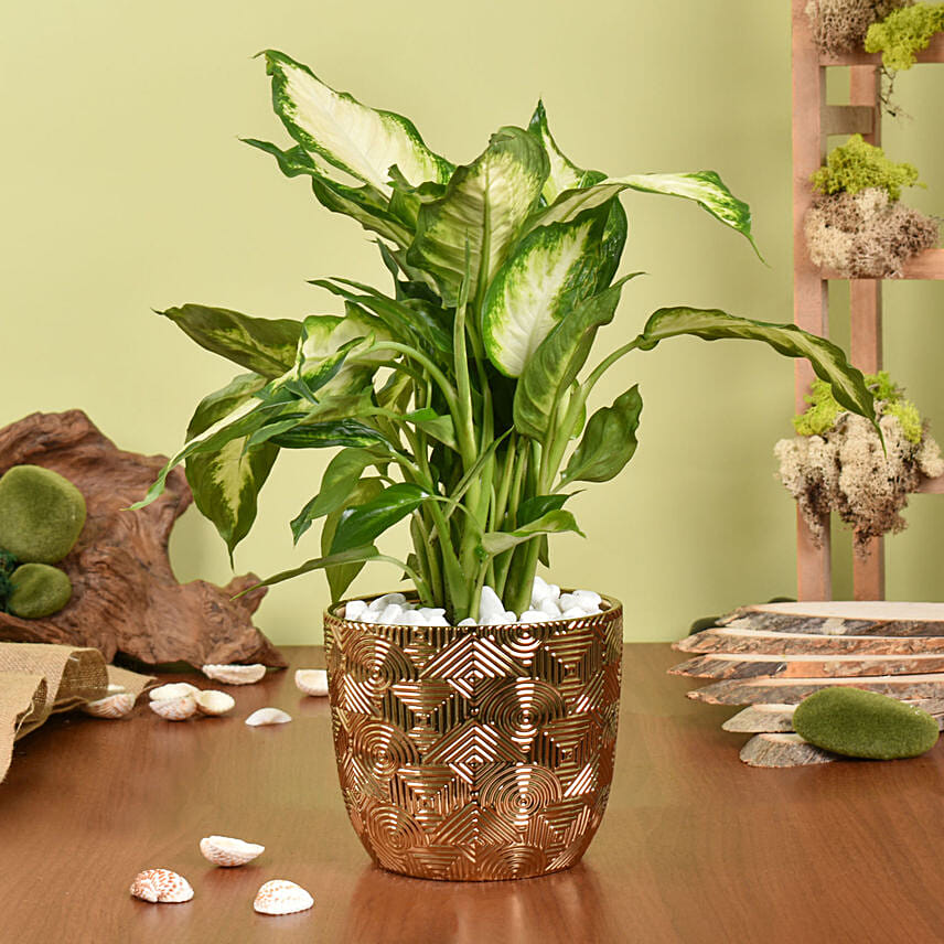 Dieffenbachia Small Easy to Maintain Plant Dieffenbachia Small Easy to Maintain Plant: