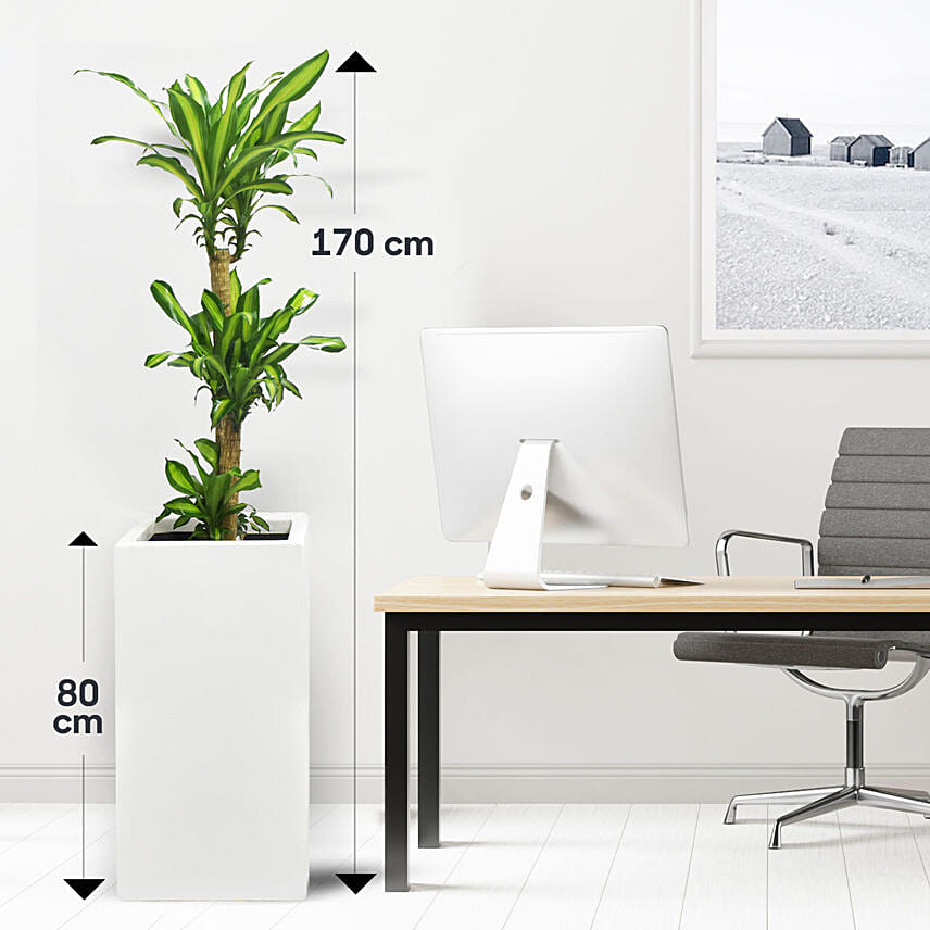 Dracaena Massangeana in 80cm High Planter Dracaena Massangeana in 80cm High Planter: Air Purifying Plants