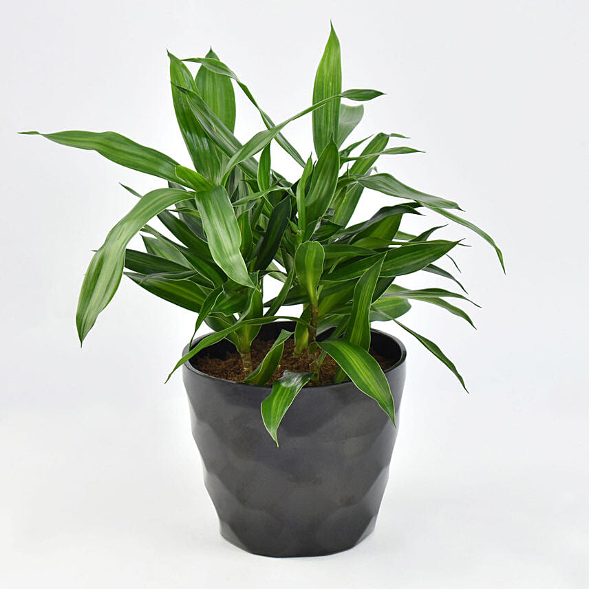 Dracaena Song of Jamaica with Pot Dracaena Song of Jamaica with Pot: Air Purifying Plants