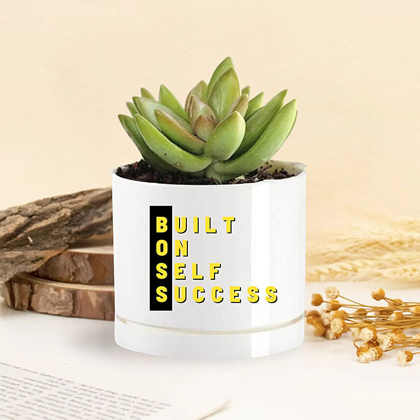 Echeveria Plant In Built On Self Success Vase: Planters 