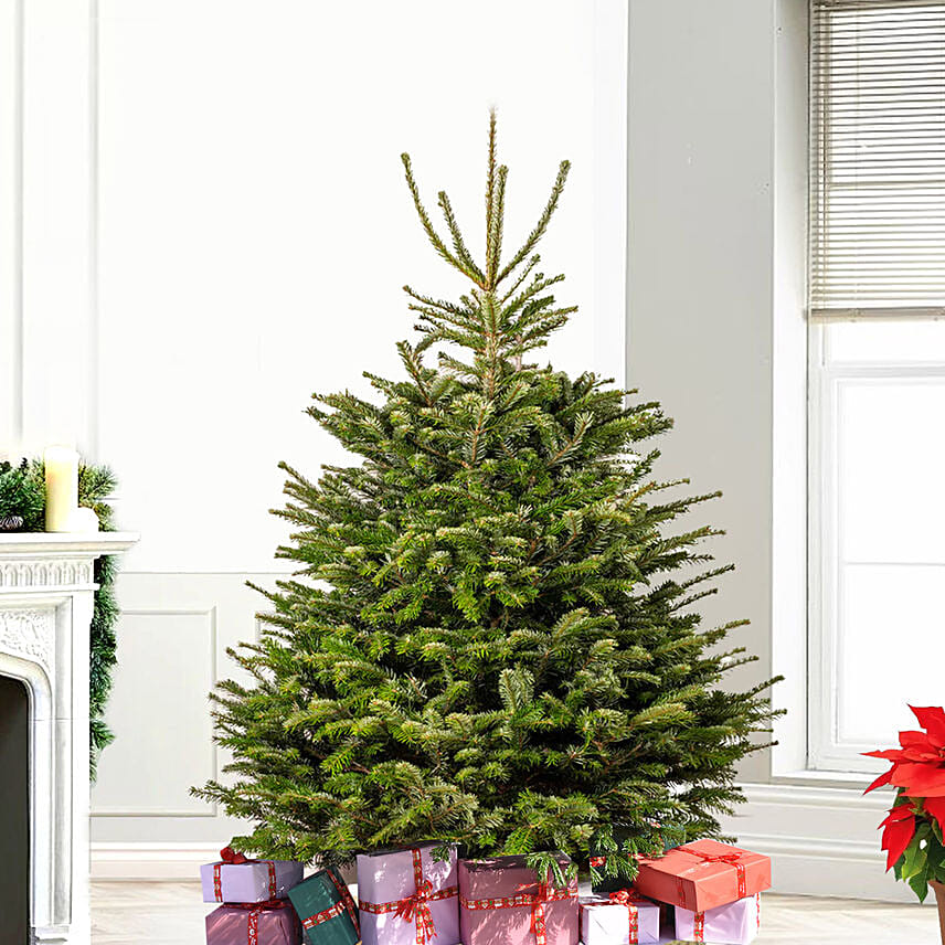 4 to 5 Feet Fresh Christmas Tree 4 to 5 Feet Fresh Christmas Tree: Gifts for Christmas