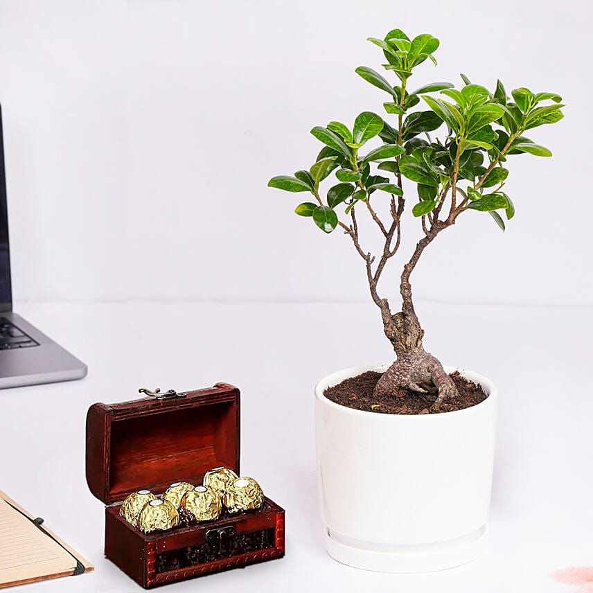 كومبو نبات فيكس بونساي مع شوكولاتة في صندوق كومبو نبات فيكس بونساي مع شوكولاتة في صندوق: نباتات خارجية