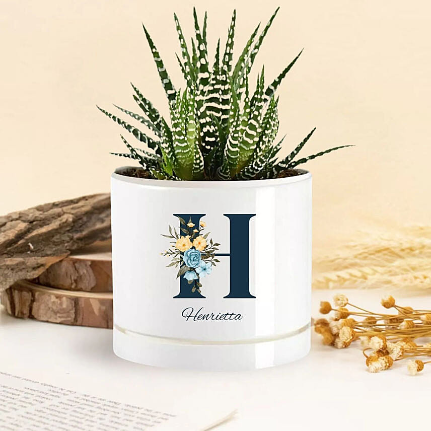 Floral Delight Echeveria Plant Floral Delight Echeveria Plant: