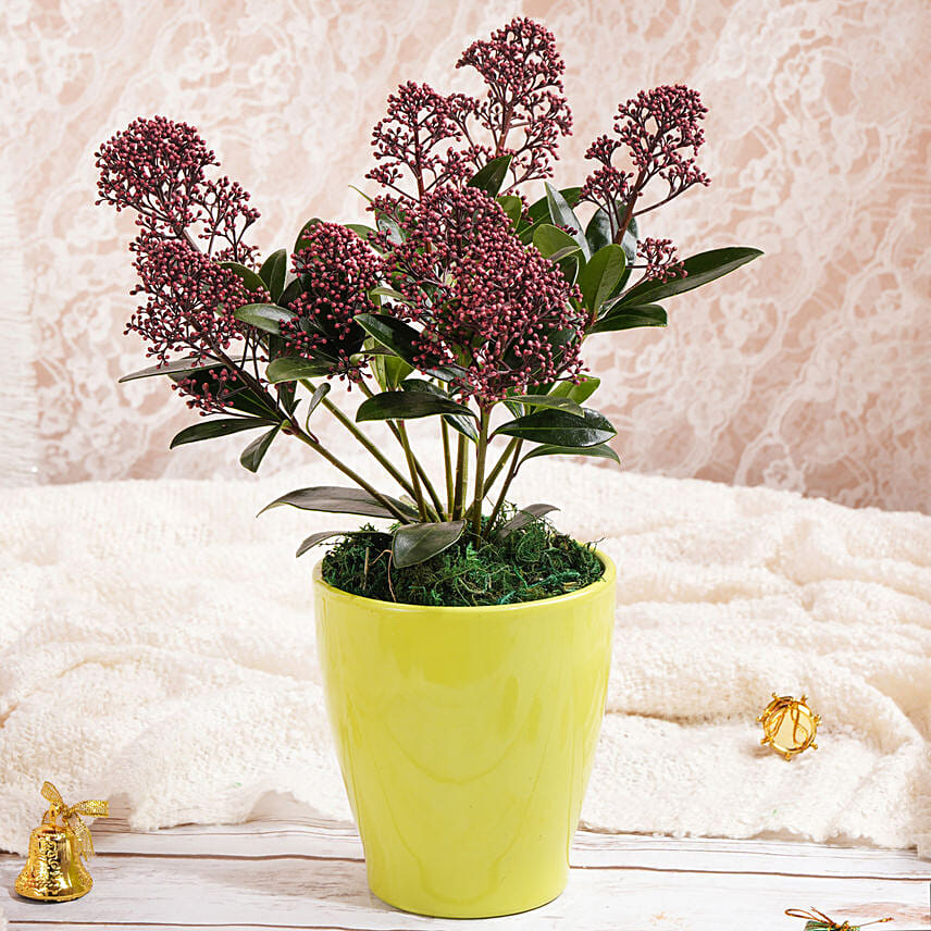 Red Skimmia Plant Red Skimmia Plant: النباتات الداخلية