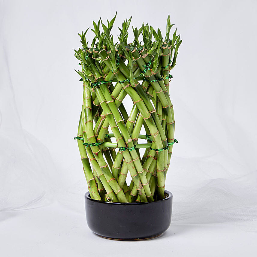 Good Luck Wishes With Lucky Bamboo Good Luck Wishes With Lucky Bamboo: Lucky Bamboo