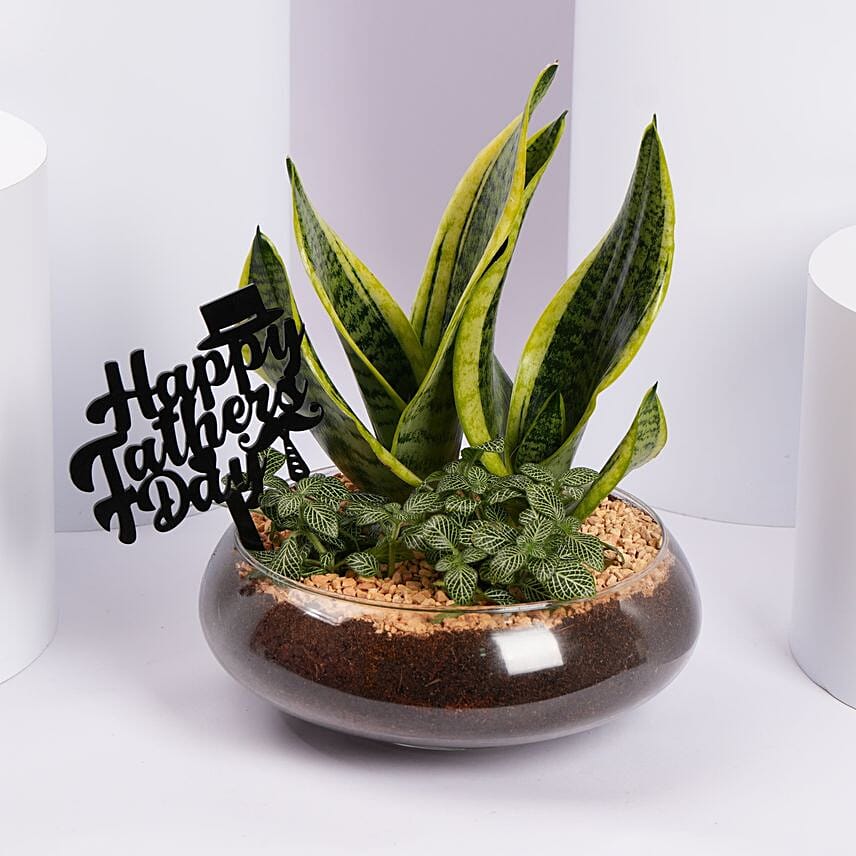 نباتات خضراء مميزة ليوم أب سعيد نباتات خضراء مميزة ليوم أب سعيد: نباتات يوم الأب