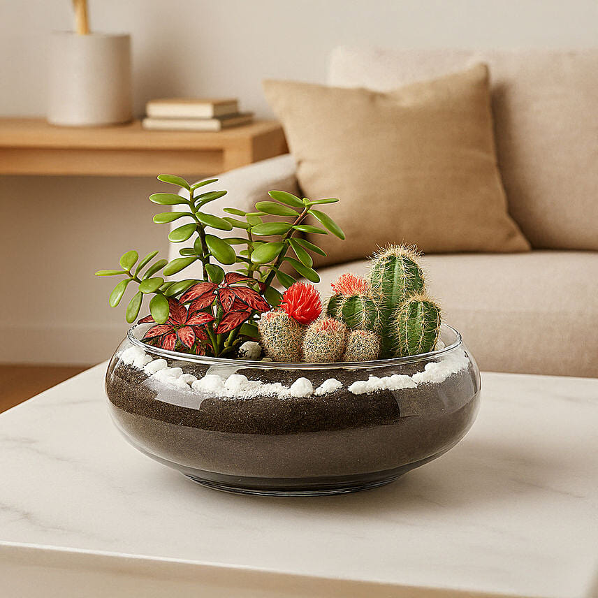 Jade With Fittonia & Cactus Plant In Small Fish Bowl Jade With Fittonia & Cactus Plant In Small Fish Bowl: Home Decor For Birthday