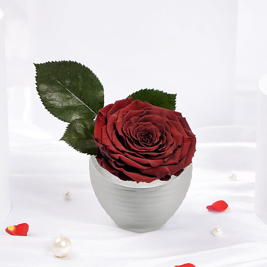 Large Dark Red Preserved Rose in Premium Base Large Dark Red Preserved Rose in Premium Base: Forever Roses